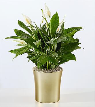 Comfort Bloom Peace Lily  FedEx