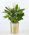Image of Standard version for Comfort Bloom Peace Lily - FedEx
