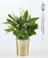 Image of Standard version for Comfort Bloom Peace Lily and Celebration of Life Wind Chime - FedEx