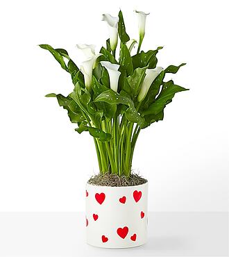 Loving Grace Calla Lily - FedEx