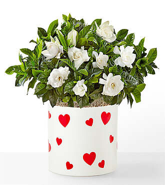 Love's Essence Gardenia - FedEx