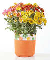 Image of Standard version for Fall Leaves Tricolor Mum - FedEx