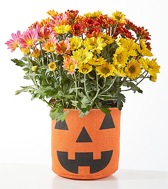 Jack o'lantern Tricolor Mum - FedEx
