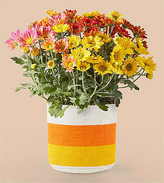 Candy Corn Tricolor Mum - FedEx