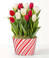Image of Standard version for Red and White Mixed Tulip Bulb Garden - FedEx