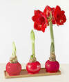 Image of Standard version for Red Wax Amaryllis Bulb Trio - FedEx