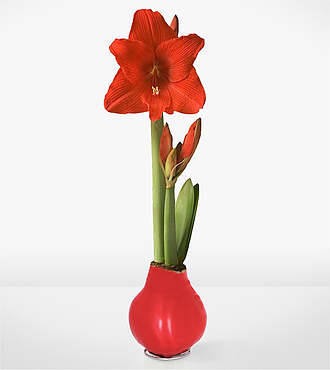 Red Wax Amaryllis Single - FedEx - YMF13