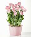 Image of Standard version for Here in My Heart Tulip Bulb Garden - FedEx