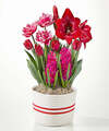 Image of Standard version for Simply Striking Bulb Garden - FedEx