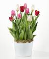 Image of Standard version for All You Need Is Love Tulip Bulb Garden - FedEx