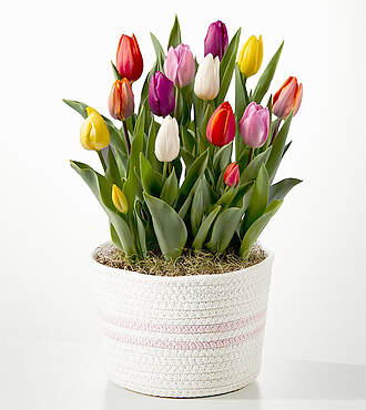 Rainbow Tulip Bulb Garden - FedEx - YMF20