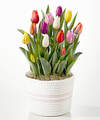 Image of Standard version for Rainbow Tulip Bulb Garden - FedEx