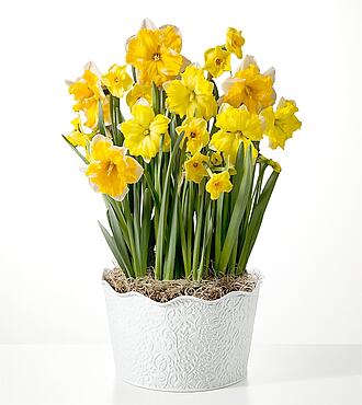 So Golden Daffodil Bulb Garden - FedEx