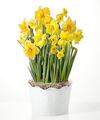 Image of Standard version for So Golden Daffodil Bulb Garden - FedEx