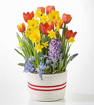 Spring has Spring Bulb Garden - FedEx - YMF22