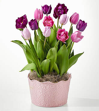 Sweet Joys Bulb Garden - FedEx - YMF24
