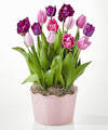 Image of Standard version for Sweet Joys Bulb Garden - FedEx