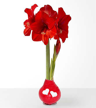 Red Bloom Wax Amaryllis Bulb - FedEx