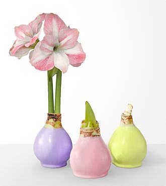 Springtime Wax Amaryllis Trio - FedEx - YMF31