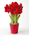 Image of Standard version for Red Amaryllis Bulb Garden - FedEx