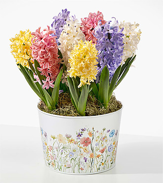 Spring Hyacinth Bulb Garden - FedEx - YMF40
