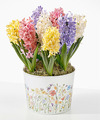 Image of Standard version for Spring Hyacinth Bulb Garden - FedEx