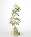 Image of Standard version for Avocado Tree - FedEx