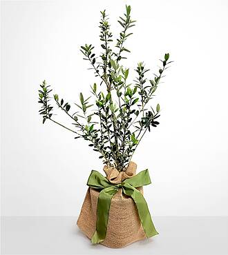 Olive Tree - FedEx - YOF02