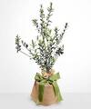 Image of Standard version for Olive Tree - FedEx