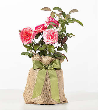 Mother's Love Pink Rose - FedEx - YOF05