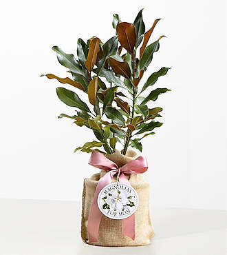 Magnolias for Mom - FedEx - YOF07
