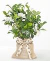 Image of Standard version for Memory in Bloom Pet Sympathy Gardenia - FedEx