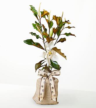 Cherished Companion Pet Sympathy Magnolia - FedEx