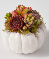 Image of Standard version for Live White Pumpkin Succulent Garden Mini - FedEx