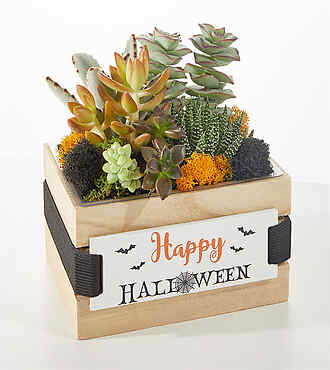 Halloween Succulent Crate - FedEx