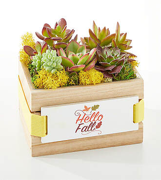 Fall Succulent Crate - FedEx