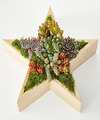 Image of Standard version for Joyous Star Succulent Garden - FedEx
