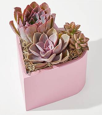 Heart Succulent Garden - FedEx - YSF03