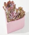 Image of Standard version for Heart Succulent Garden - FedEx