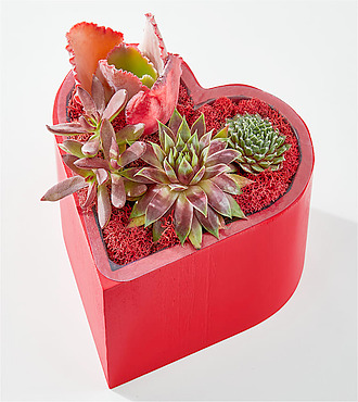 Heart Full of Love Succulent Garden - FedEx - YSF04