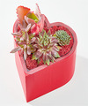 Image of Standard version for Heart Full of Love Succulent Garden - FedEx