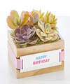 Image of Standard version for It's your Birthday Succulent Garden - FedEx
