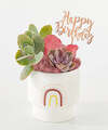 Image of Standard version for Birthday Bliss Succulent Garden - FedEx