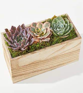 Pure Harmony Succulent Garden - FedEx - YSF12