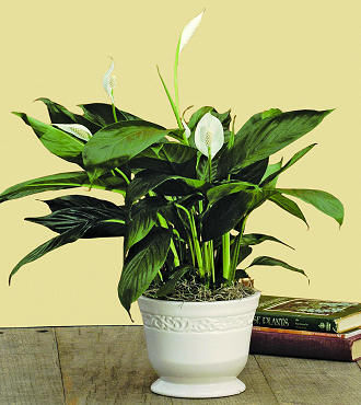 Peace Lilly - FedEx