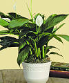 Image of Standard version for Peace Lilly - FedEx